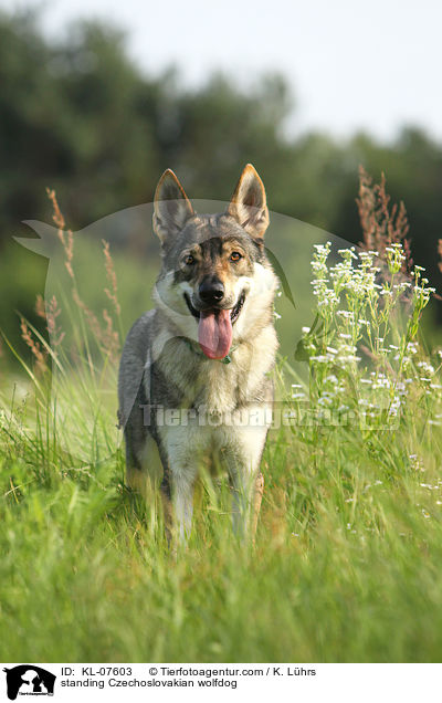 standing Czechoslovakian wolfdog / KL-07603
