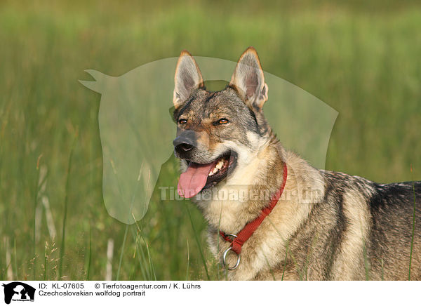 Czechoslovakian wolfdog portrait / KL-07605