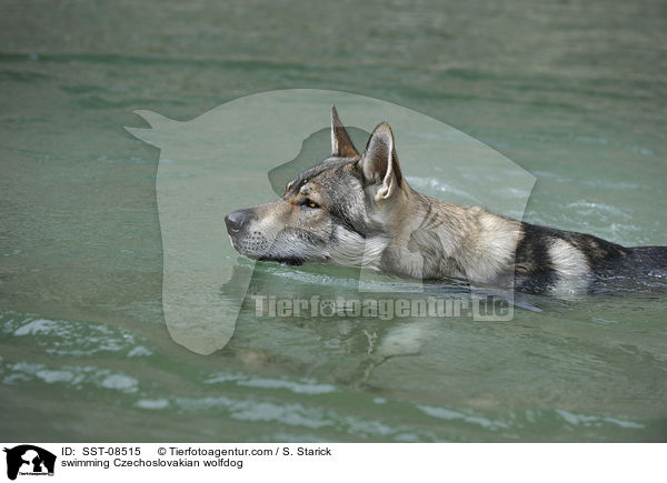 swimming Czechoslovakian wolfdog / SST-08515