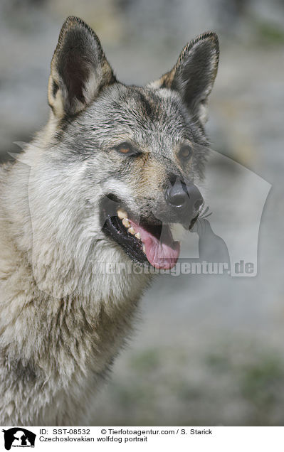 Tschechoslowakischer Wolfhund Portrait / Czechoslovakian wolfdog portrait / SST-08532