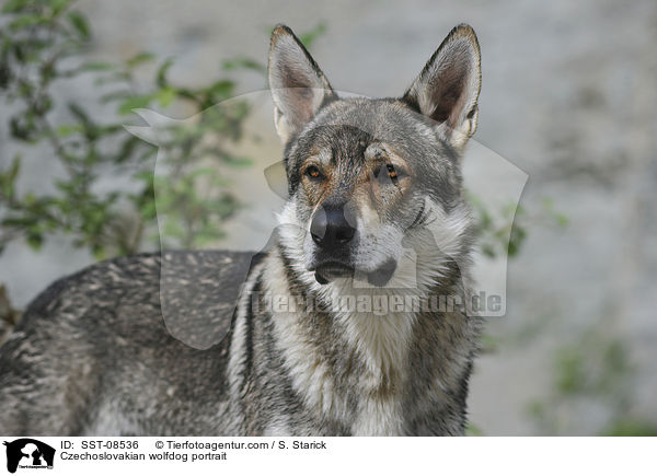 Tschechoslowakischer Wolfhund Portrait / Czechoslovakian wolfdog portrait / SST-08536