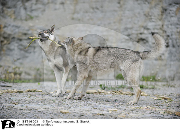 Tschechoslowakische Wolfhunde / Czechoslovakian wolfdogs / SST-08563