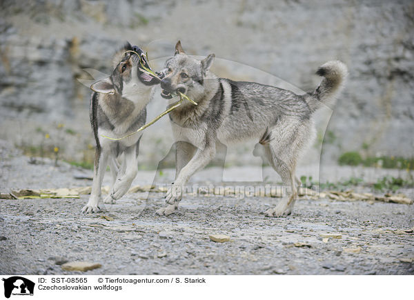 Tschechoslowakische Wolfhunde / Czechoslovakian wolfdogs / SST-08565