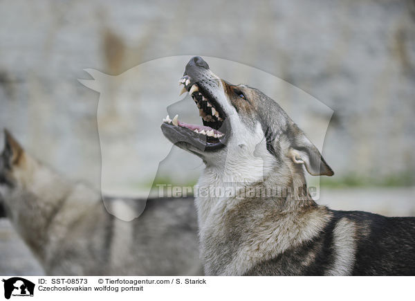 Tschechoslowakischer Wolfhund Portrait / Czechoslovakian wolfdog portrait / SST-08573