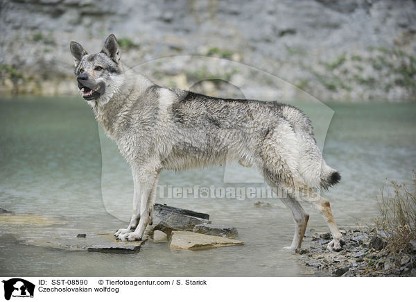 Tschechoslowakischer Wolfhund / Czechoslovakian wolfdog / SST-08590