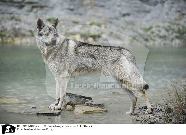Tschechoslowakischer Wolfhund / Czechoslovakian wolfdog / SST-08592
