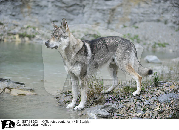Tschechoslowakischer Wolfhund / Czechoslovakian wolfdog / SST-08593