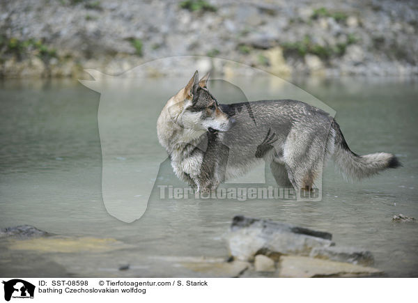 badender Tschechoslowakischer Wolfhund / bathing Czechoslovakian wolfdog / SST-08598