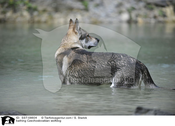 badender Tschechoslowakischer Wolfhund / bathing Czechoslovakian wolfdog / SST-08604