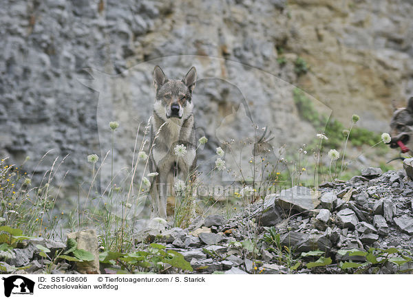 Tschechoslowakischer Wolfhund / Czechoslovakian wolfdog / SST-08606