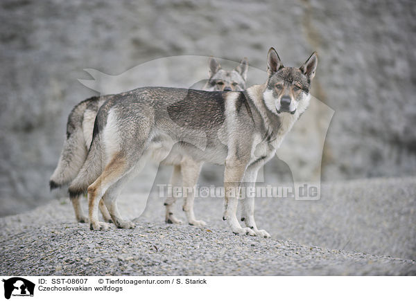 Tschechoslowakische Wolfhunde / Czechoslovakian wolfdogs / SST-08607