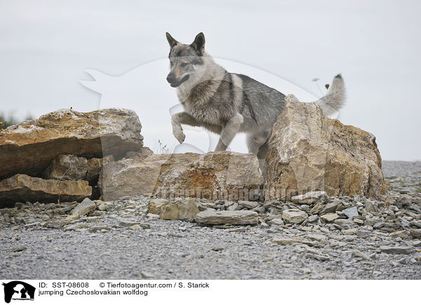 springender Tschechoslowakischer Wolfhund / jumping Czechoslovakian wolfdog / SST-08608