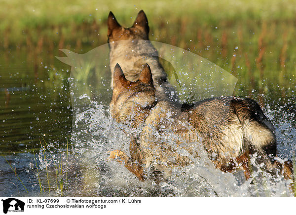 rennende Tschechoslowakische Wolfshunde / running Czechoslovakian wolfdogs / KL-07699