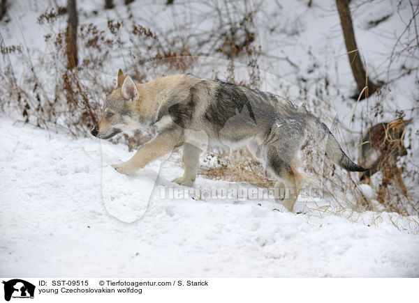 junger Tschechoslowakischer Wolfshund / young Czechoslovakian wolfdog / SST-09515