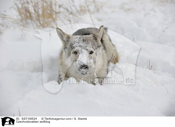Tschechoslowakischer Wolfshund / Czechoslovakian wolfdog / SST-09524