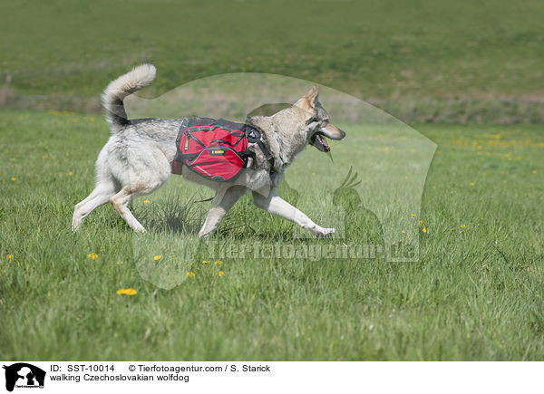 laufender Tschechoslowakischer Wolfshund / walking Czechoslovakian wolfdog / SST-10014