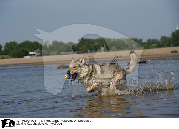 spielender Tschechoslowakischer Wolfshund / playing Czechoslovakian wolfdog / AM-04028