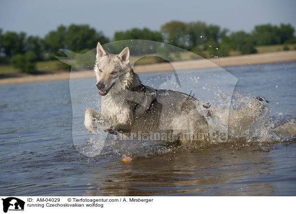 rennender Tschechoslowakischer Wolfshund / running Czechoslovakian wolfdog / AM-04029