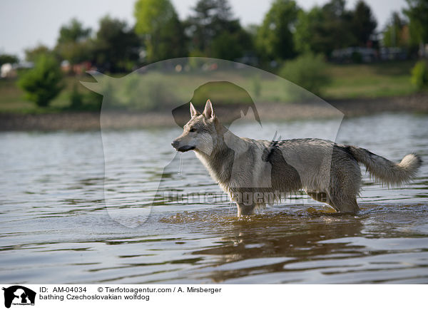 badender Tschechoslowakischer Wolfshund / bathing Czechoslovakian wolfdog / AM-04034