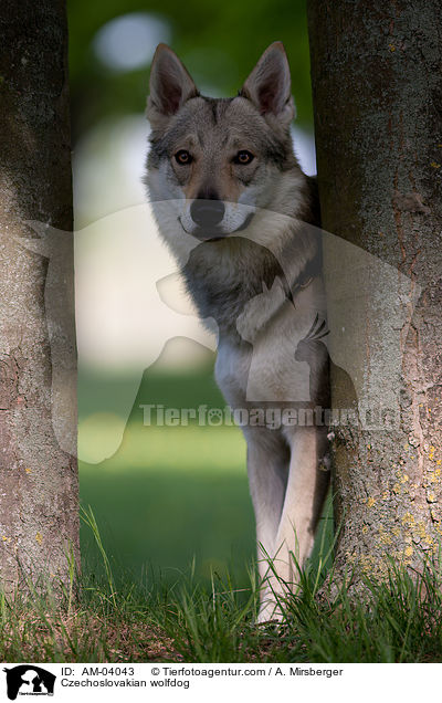 Tschechoslowakischer Wolfshund / Czechoslovakian wolfdog / AM-04043