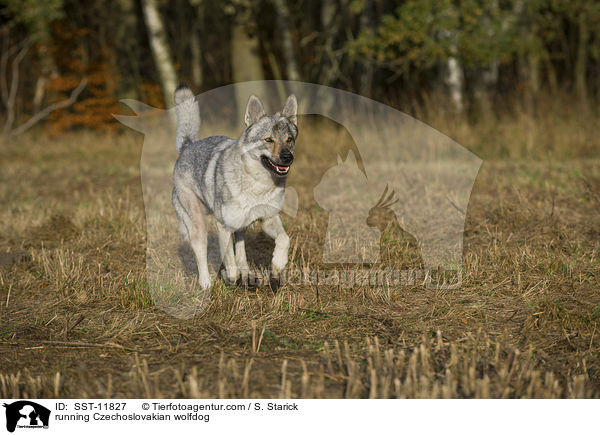rennender Tschechoslowakischer Wolfshund / running Czechoslovakian wolfdog / SST-11827