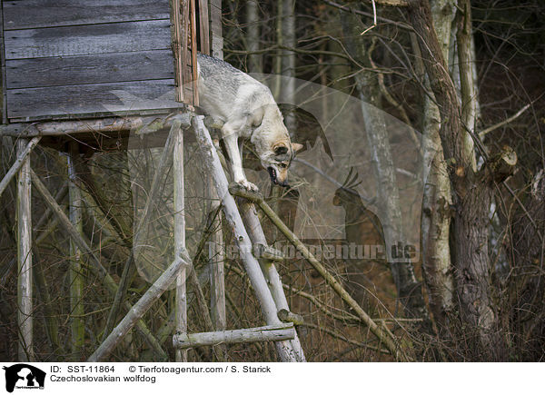 Tschechoslowakischer Wolfshund / Czechoslovakian wolfdog / SST-11864