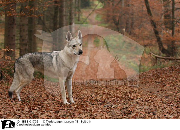 Tschechoslowakischer Wolfshund / Czechoslovakian wolfdog / BES-01792
