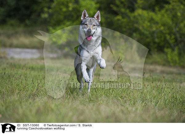 rennender Tschechoslowakischer Wolfshund / running Czechoslovakian wolfdog / SST-13060