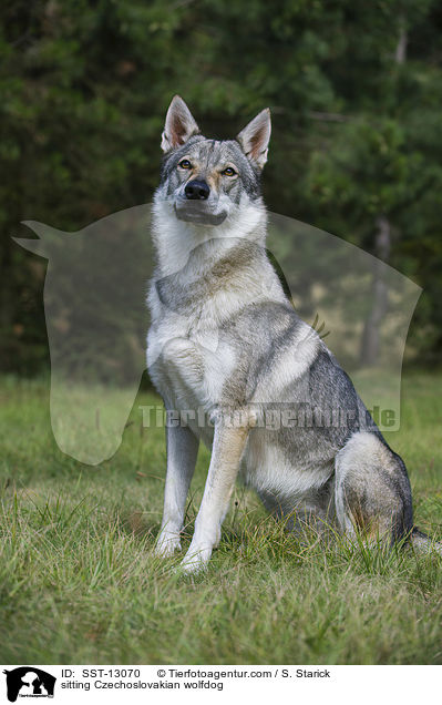 sitzender Tschechoslowakischer Wolfshund / sitting Czechoslovakian wolfdog / SST-13070