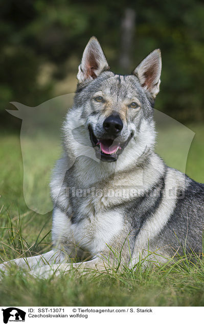 Tschechoslowakischer Wolfshund / Czechoslovakian wolfdog / SST-13071