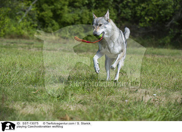 spielender Tschechoslowakischer Wolfshund / playing Czechoslovakian wolfdog / SST-13075