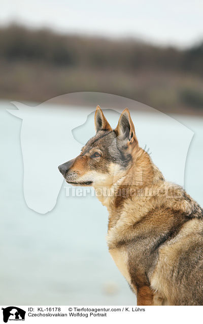Tschechoslowakischer Wolfhund Portrait / Czechoslovakian Wolfdog Portrait / KL-16178