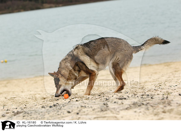 spielender Tschechoslowakischer Wolfhund / playing Czechoslovakian Wolfdog / KL-16180