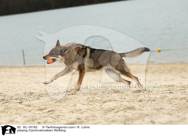 spielender Tschechoslowakischer Wolfhund / playing Czechoslovakian Wolfdog / KL-16182