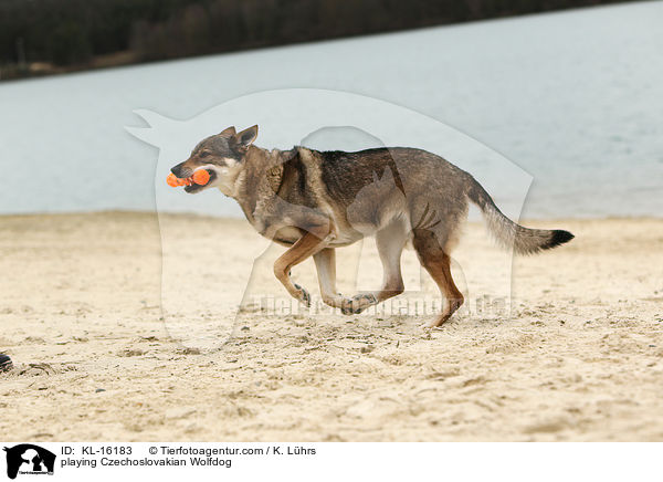 spielender Tschechoslowakischer Wolfhund / playing Czechoslovakian Wolfdog / KL-16183