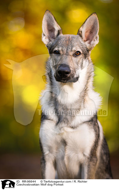 Tschechoslowakischer Wolfhund Portrait / Czechoslovakian Wolf dog Portrait / RR-96644