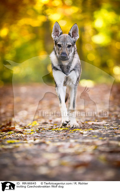 trabender Tschechoslowakischer Wolfhund / trotting Czechoslovakian Wolf dog / RR-96645
