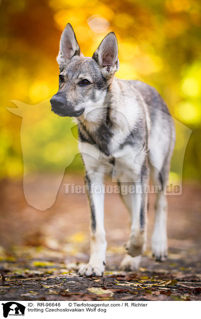 trotting Czechoslovakian Wolf dog / RR-96646