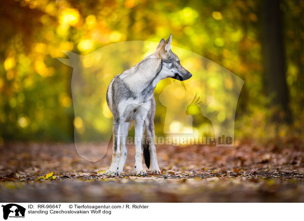 stehender Tschechoslowakischer Wolfhund / standing Czechoslovakian Wolf dog / RR-96647