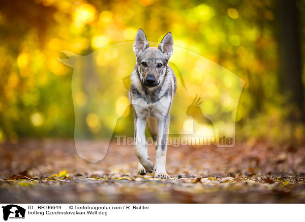 trabender Tschechoslowakischer Wolfhund / trotting Czechoslovakian Wolf dog / RR-96649