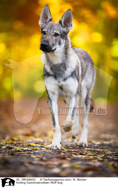 trabender Tschechoslowakischer Wolfhund / trotting Czechoslovakian Wolf dog / RR-96653