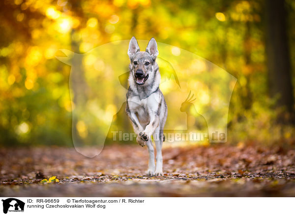 running Czechoslovakian Wolf dog / RR-96659