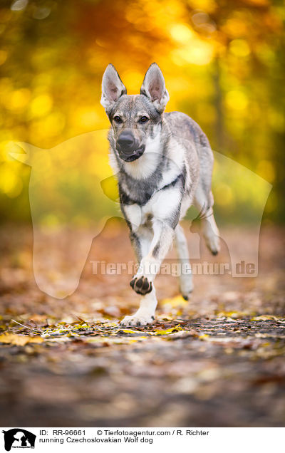 rennender Tschechoslowakischer Wolfhund / running Czechoslovakian Wolf dog / RR-96661