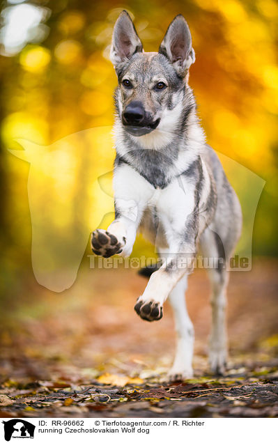 rennender Tschechoslowakischer Wolfhund / running Czechoslovakian Wolf dog / RR-96662