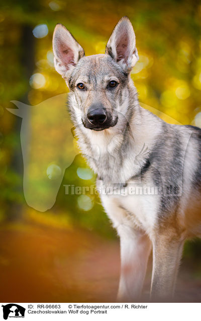 Tschechoslowakischer Wolfhund Portrait / Czechoslovakian Wolf dog Portrait / RR-96663