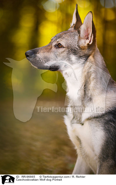 Tschechoslowakischer Wolfhund Portrait / Czechoslovakian Wolf dog Portrait / RR-96665