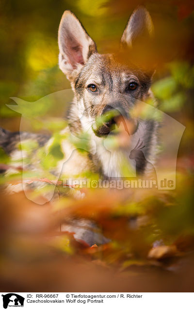 Tschechoslowakischer Wolfhund Portrait / Czechoslovakian Wolf dog Portrait / RR-96667