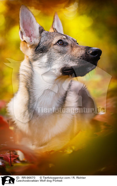 Tschechoslowakischer Wolfhund Portrait / Czechoslovakian Wolf dog Portrait / RR-96670