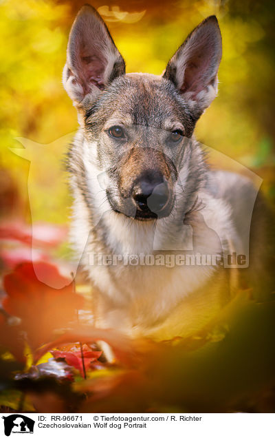Tschechoslowakischer Wolfhund Portrait / Czechoslovakian Wolf dog Portrait / RR-96671