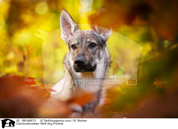 Tschechoslowakischer Wolfhund Portrait / Czechoslovakian Wolf dog Portrait / RR-96673